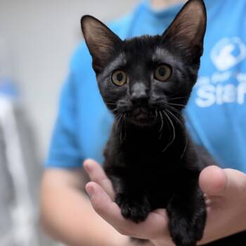 Isabelle-5949 -  Domestic Short Hair Cat for Adoption in Tyler, Texas - Isabelle-5949 | PetCurious