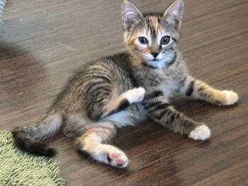 Rescue Domestic Short Hair Cats for Adoption in Thatcher, Arizona - Sally | PetCurious