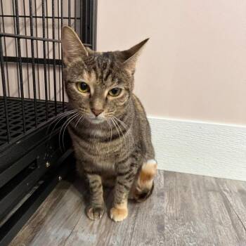Nutmeg -  Domestic Short Hair Cat for Adoption in Greensburg, Pennsylvania - Nutmeg | PetCurious