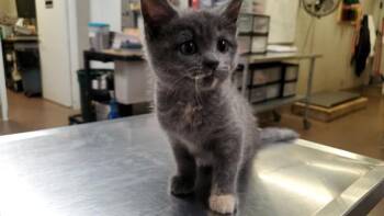 BEATRIZ -  Domestic Short Hair Cat for Adoption in Aurora, Illinois - BEATRIZ | PetCurious