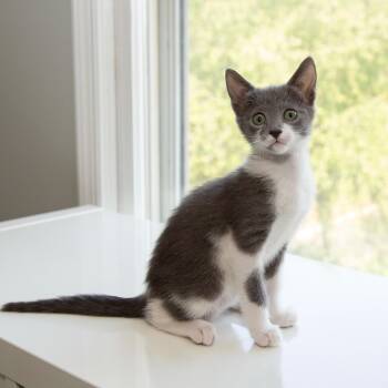 Telesto -  Domestic Short Hair Cat for Adoption in Alexandria, Virginia - Telesto | PetCurious