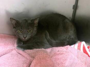 MISS PIGGY -  Domestic Short Hair Cat for Adoption in Fort Wayne, Indiana - MISS PIGGY | PetCurious