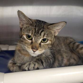 Snow White -  Domestic Short Hair Cat for Adoption in Fort Wayne, Indiana - Snow White | PetCurious