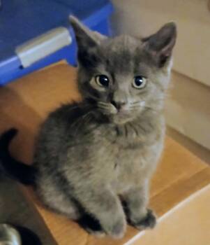 Rescue Domestic Short Hair Cats for Adoption in Penns Grove, New Jersey - Ash | PetCurious