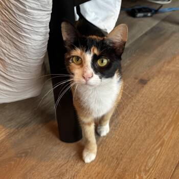 Irsa -  Calico and Domestic Short Hair Cat for Adoption in Mastic, New York - Irsa | PetCurious