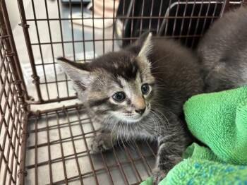 DUMPLING -  Domestic Short Hair Cat for Adoption in San Bernardino, California - DUMPLING | PetCurious