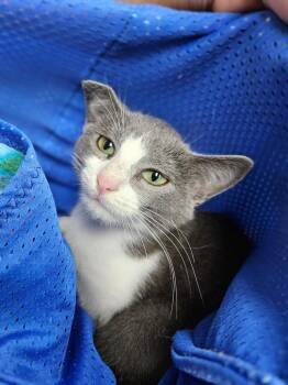 Rune -  Domestic Short Hair Cat for Adoption in Corpus Christi, Texas - Rune | PetCurious