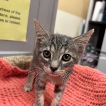 Burrows 54429 -  Domestic Short Hair Cat for Adoption in Las Vegas, Nevada - Burrows 54429 | PetCurious