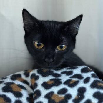 Hallie -  Domestic Short Hair Cat for Adoption in Matteson, Illinois - Hallie | PetCurious