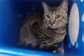 Domestic Short Hair Cats Available for Adoption in Orlando, Florida - WINNIE | PetCurious