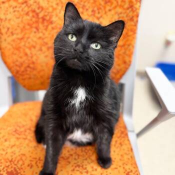 Toes -  Domestic Short Hair and Mixed Breed Cat for Adoption in Oshkosh, Wisconsin - Toes | PetCurious