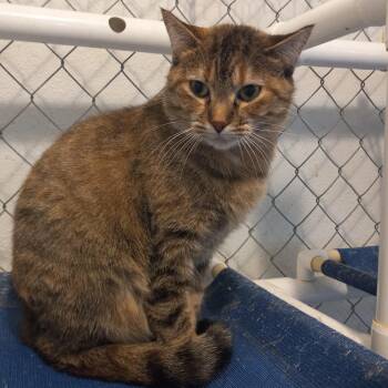 Rescue Domestic Short Hair Cats for Adoption in Iowa Falls, Iowa - Pixie | PetCurious