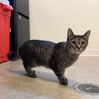 Tiki -  Domestic Short Hair Cat for Adoption in Rifle, Colorado - Tiki | PetCurious