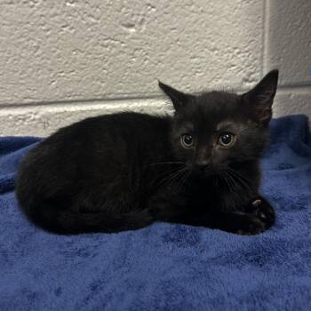 Crescent -  Domestic Short Hair Cat for Adoption in New York, New York - Crescent | PetCurious