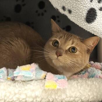 Fae -  Domestic Medium Hair Cat Available for Adoption in Alexandria, Virginia - Fae | PetCurious