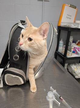 Jaeger -  Domestic Short Hair Cat for Adoption in Cincinnati, Ohio - Jaeger | PetCurious