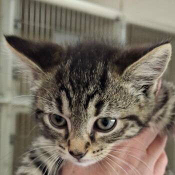 Ivy -  Domestic Short Hair Cat for Adoption in Zanesville, Ohio - Ivy | PetCurious
