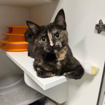 Domestic Short Hair Cats Available for Adoption in Waynesville, North Carolina - Raisin | PetCurious