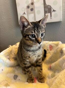 Minnie -  Tabby and Domestic Short Hair Cat for Adoption in Dallas, Texas - Minnie | PetCurious