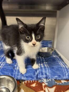 Lyra -  Domestic Short Hair Cat for Adoption in Hilton Head Island, South Carolina - Lyra | PetCurious