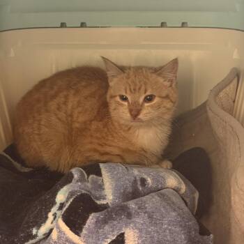 Domestic Short Hair Cats Available for Adoption - Panko | PetCurious