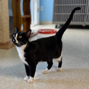 Aura -  Domestic Short Hair Cat for Adoption in Milford, Iowa - Aura | PetCurious