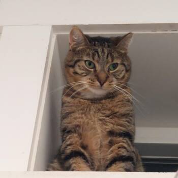 Rescue Domestic Short Hair Cats for Adoption in Williamsport, Pennsylvania - Tom Tom | PetCurious