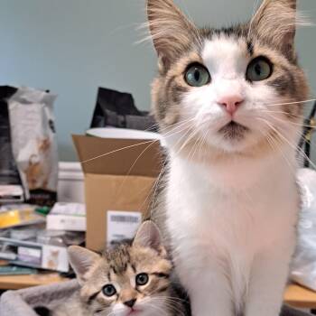 EDITH (FA-FF) -  Domestic Medium Hair Cat for Adoption in Sainte-angèle-de-monnoir, Quebec - EDITH (FA-FF) | PetCurious