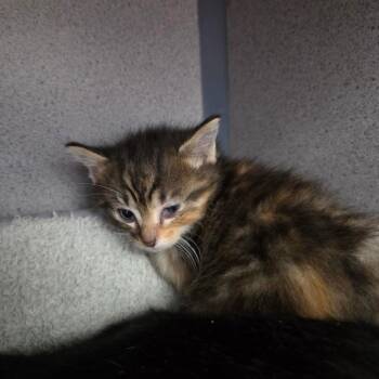 Sirena -  Domestic Short Hair Cat for Adoption in North Battleford, Saskatchewan - Sirena | PetCurious