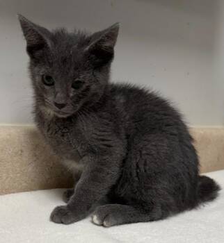 Dorian -  Domestic Short Hair Cat for Adoption in Ontario, California - Dorian | PetCurious