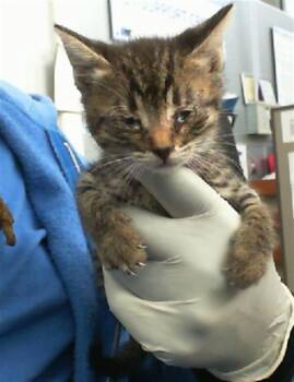 Rescue Domestic Short Hair Cats for Adoption in Dallas, Texas - SUNRAY | PetCurious