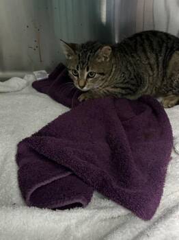 Domestic Short Hair Cats Available for Adoption - Electra | PetCurious