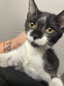 Domestic Short Hair Cats Available for Adoption in Columbia, Tennessee - Billy | PetCurious