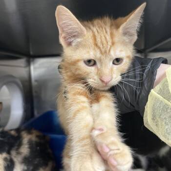 Apollo -  Domestic Short Hair Cat for Adoption in Lakeland, Florida - Apollo | PetCurious