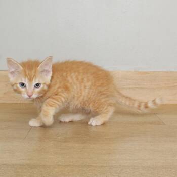 Lyria C68925 -  Domestic Short Hair Cat for Adoption in Minnetonka, Minnesota - Lyria C68925 | PetCurious