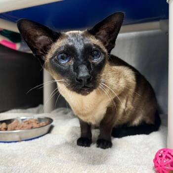 Lady Marie Antoinette -  Siamese Cat for Adoption in Fort Wayne, Indiana - Lady Marie Antoinette | PetCurious