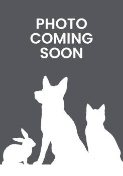 Rescue Domestic Short Hair Cats for Adoption in Milpitas, California - Hawaiian Pizza | PetCurious