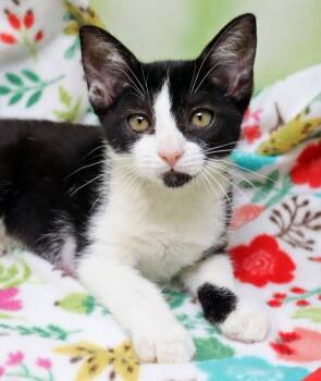 Dutchess -  Domestic Short Hair Cat for Adoption in Tierra Verde, Florida - Dutchess | PetCurious