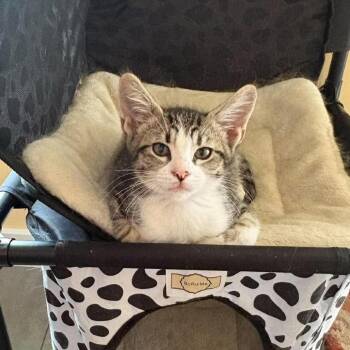 Simba Storesund -  Domestic Short Hair Cat for Adoption in Eagle Mountain, Utah - Simba Storesund | PetCurious