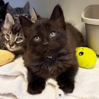 Domestic Short Hair Cats Available for Adoption in Walnut Creek, California - Lemon | PetCurious
