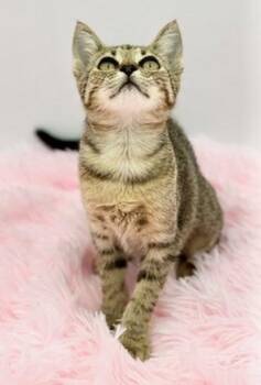 Sinker -  Domestic Short Hair Cat for Adoption in Covington, Louisiana - Sinker | PetCurious