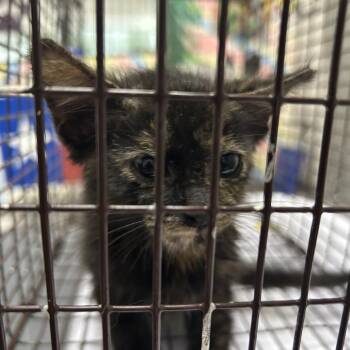 Fiona -  American Shorthair Cat for Adoption in Lufkin, Texas - Fiona | PetCurious