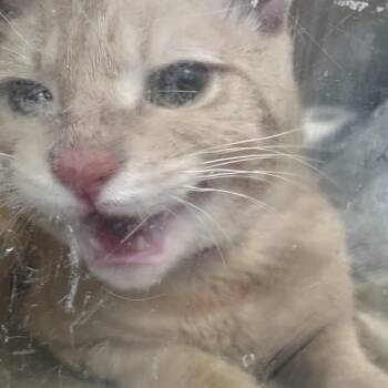 Lover -  Domestic Short Hair Cat for Adoption in Philadelphia, Pennsylvania - Lover | PetCurious
