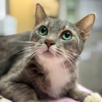 Astrid -  Domestic Short Hair Cat for Adoption in Gainesville, Georgia - Astrid | PetCurious