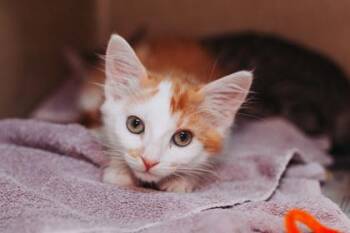 94438A Sully-PetSmart West Ashley -  Domestic Short Hair Cat for Adoption in North Charleston, South Carolina - 94438A Sully-PetSmart West Ashley | PetCurious