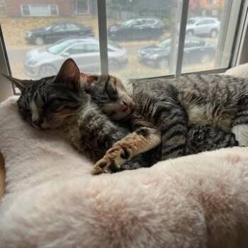 Domestic Short Hair Cats Available for Adoption - Zombina & Dee Kay - We