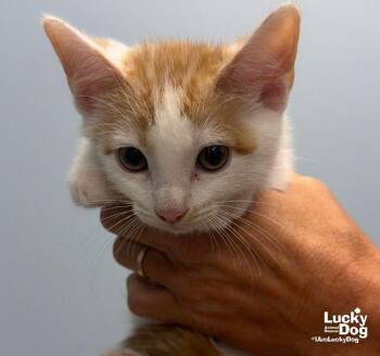 Huey -  Domestic Short Hair Cat for Adoption in Washington, District Of Columbia - Huey | PetCurious
