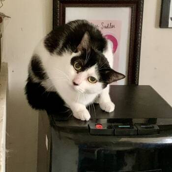 Rescue Domestic Short Hair Cats for Adoption - Nesta | PetCurious