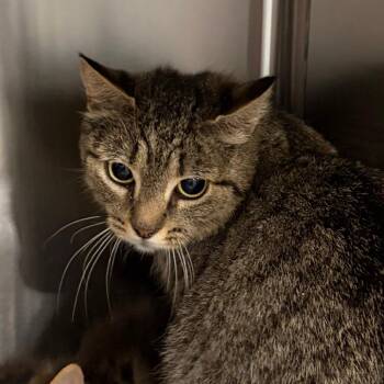 Nora -  Domestic Short Hair Cat for Adoption in Scituate, Massachusetts - Nora | PetCurious
