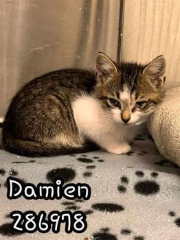 Rescue Domestic Short Hair Cats for Adoption in Macon, Georgia - DAMIEN | PetCurious